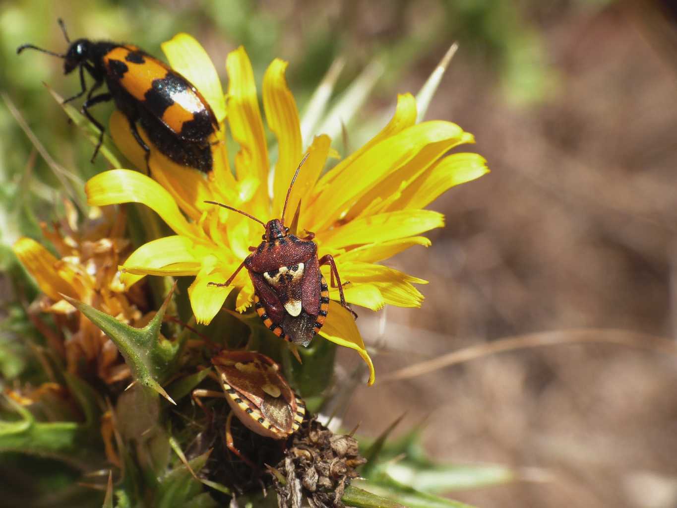 Pentatomidae su cardo - Codophila varia